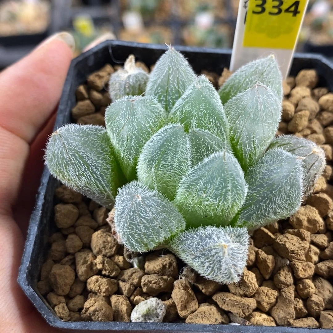 本***生334梦露一物一拍的