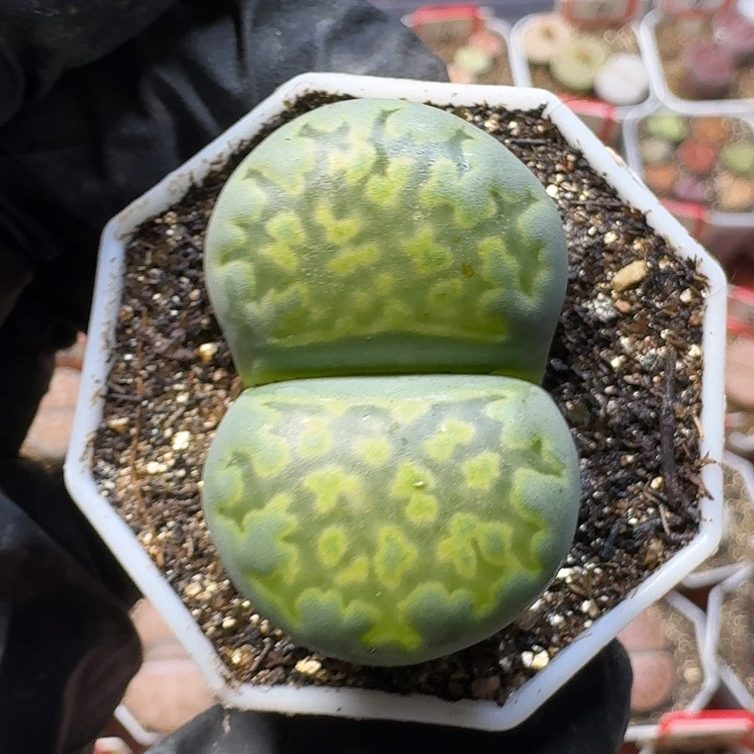 生石花23:：：。  190