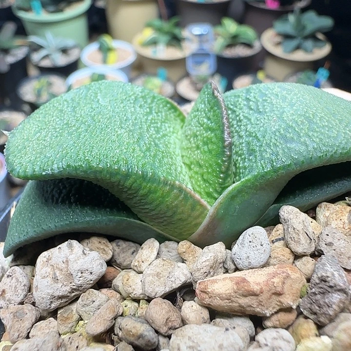 大型卧牛宽短厚凸釉