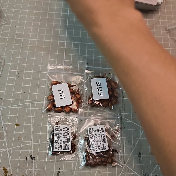 酢浆草早花组合F。