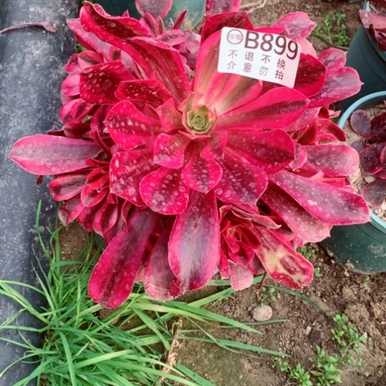 多肉植物美度899