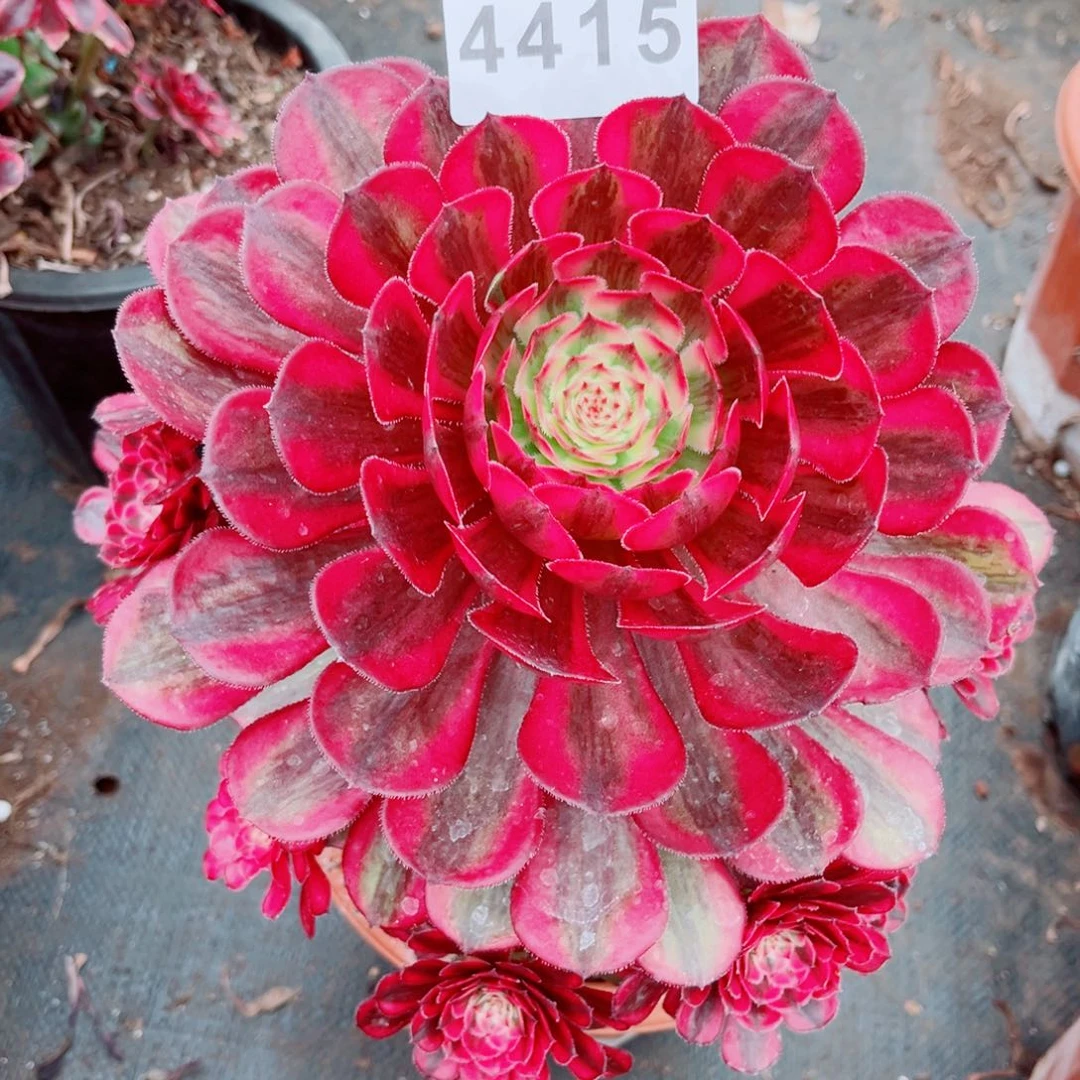 白月光多肉发货发货