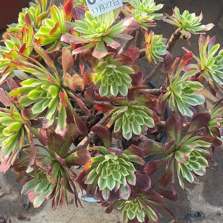 11.27-63舞天姬多肉