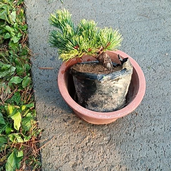 矮霸老桩那须娘实物