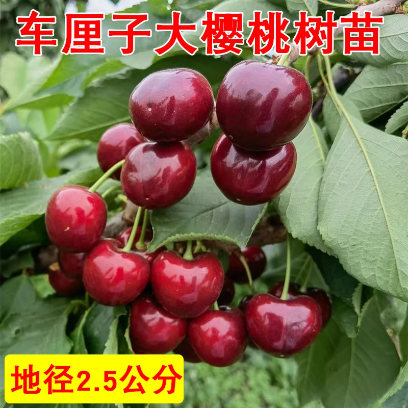 地径2.5公分车厘子树苗盆栽地栽大樱桃树苗果树果苗