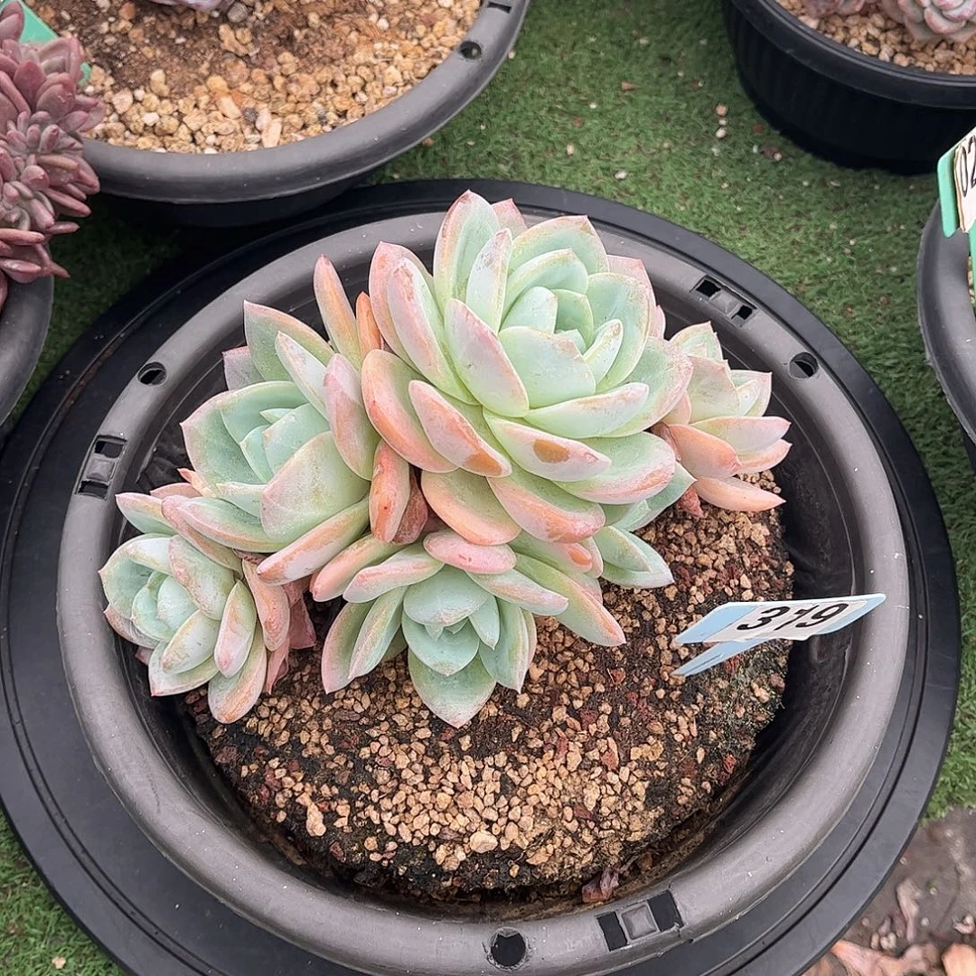 风***2橙凤多肉植物保护319
