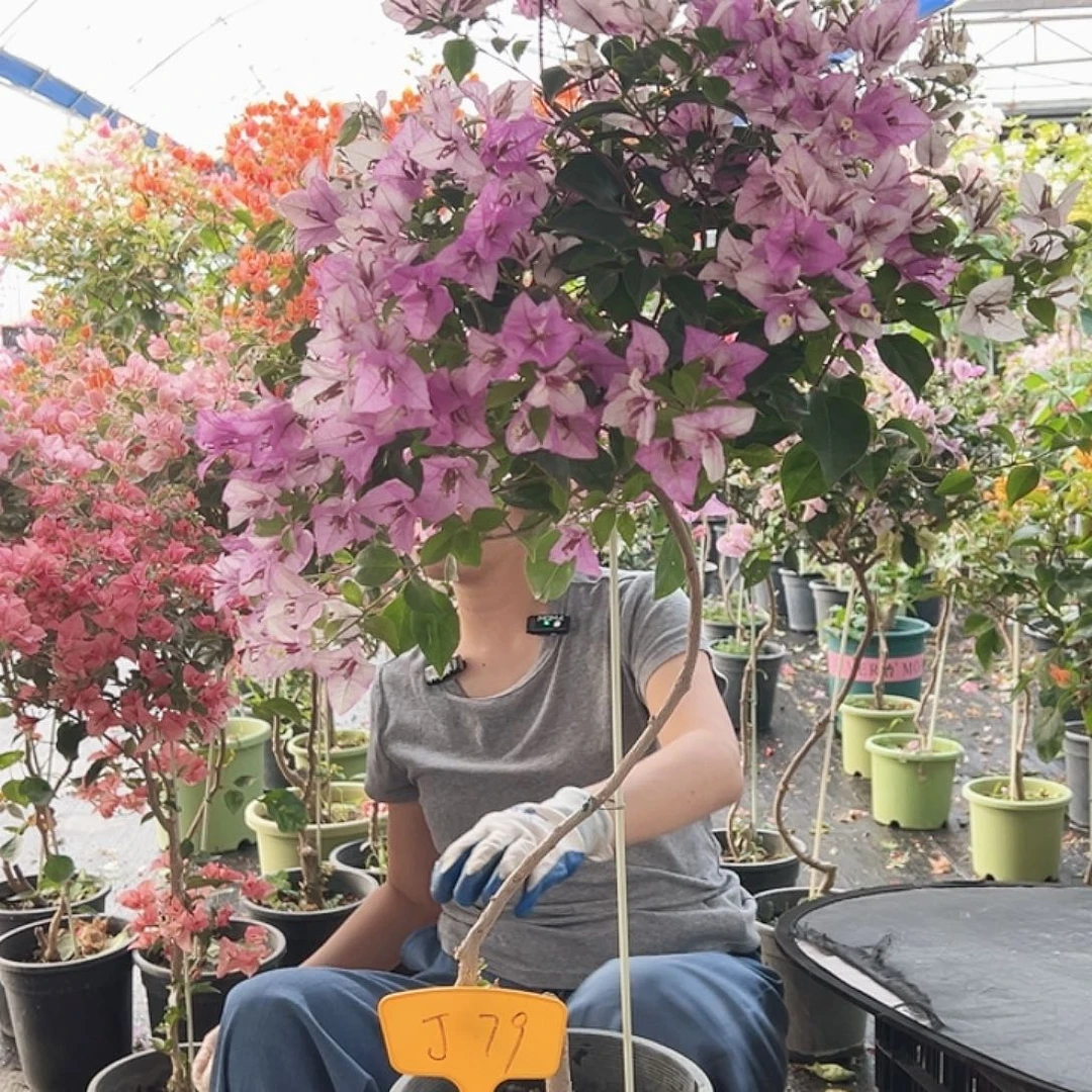 渡***川大部分花苞少量开放J79雪紫