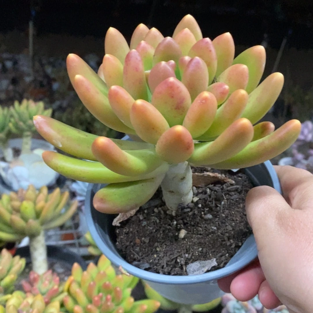 金蝉大单头老桩多肉