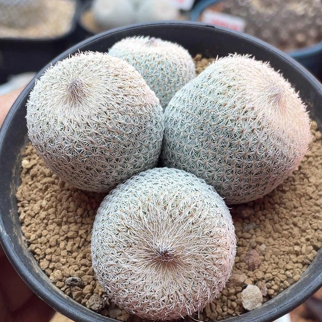 四头巨型月世界仙人球 带盆土