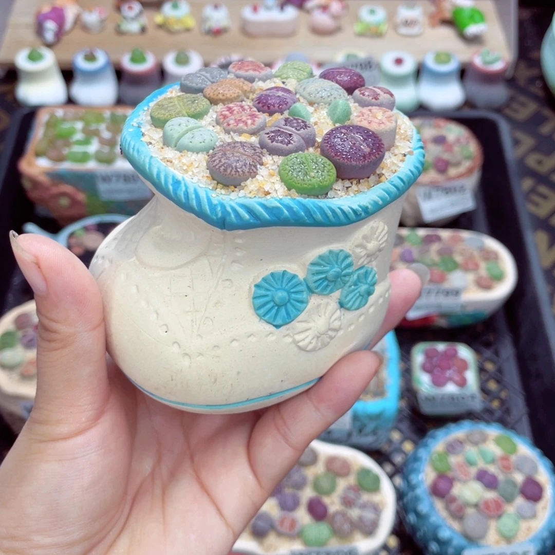 w7807 带盆土发货一物一拍