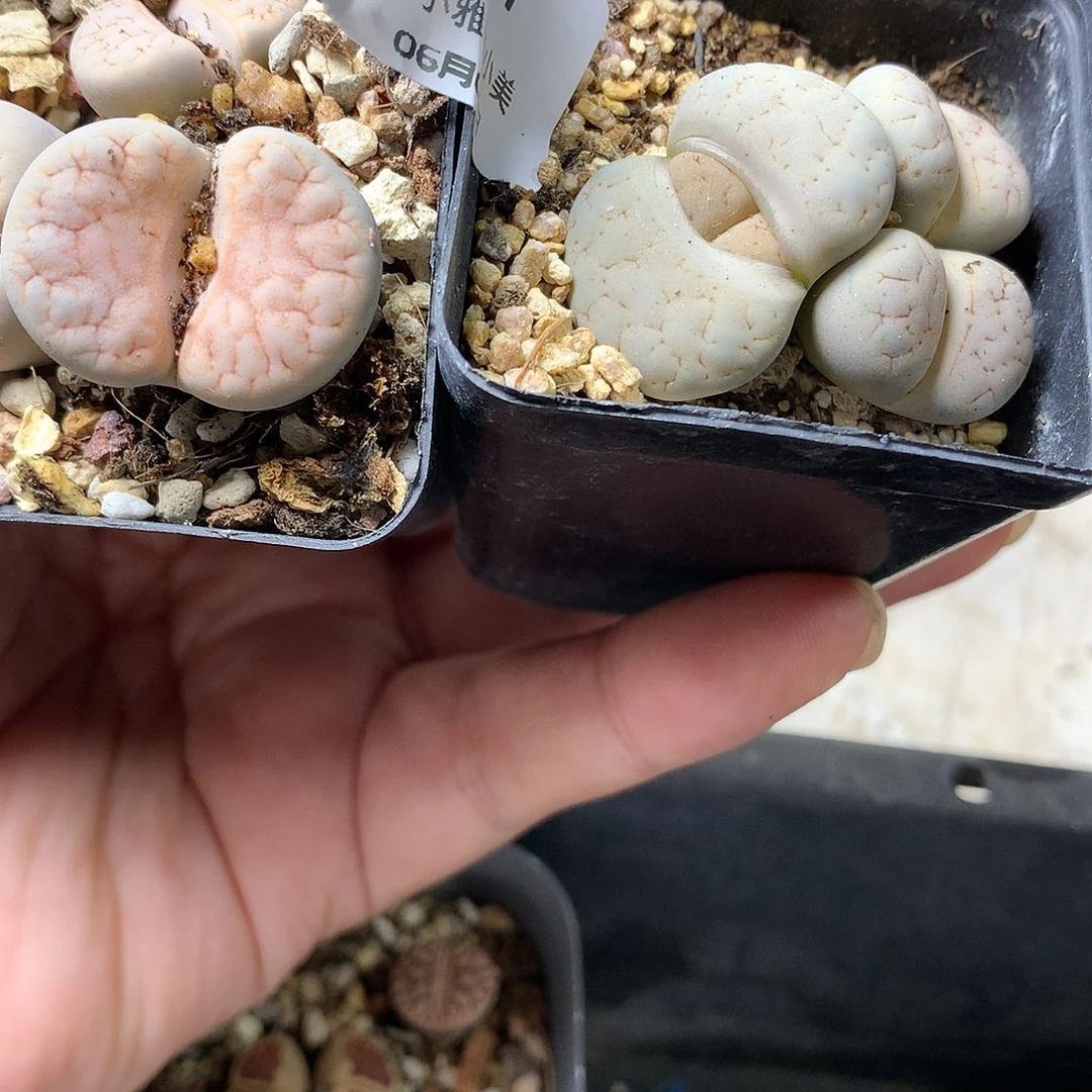 上**山G221多肉植物保护研究所