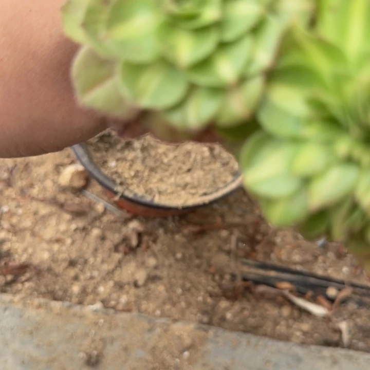842墨茶缀化 多肉植物
