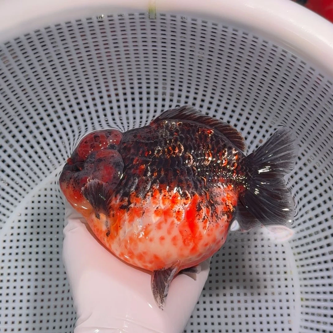 金鱼类不分公母16/17