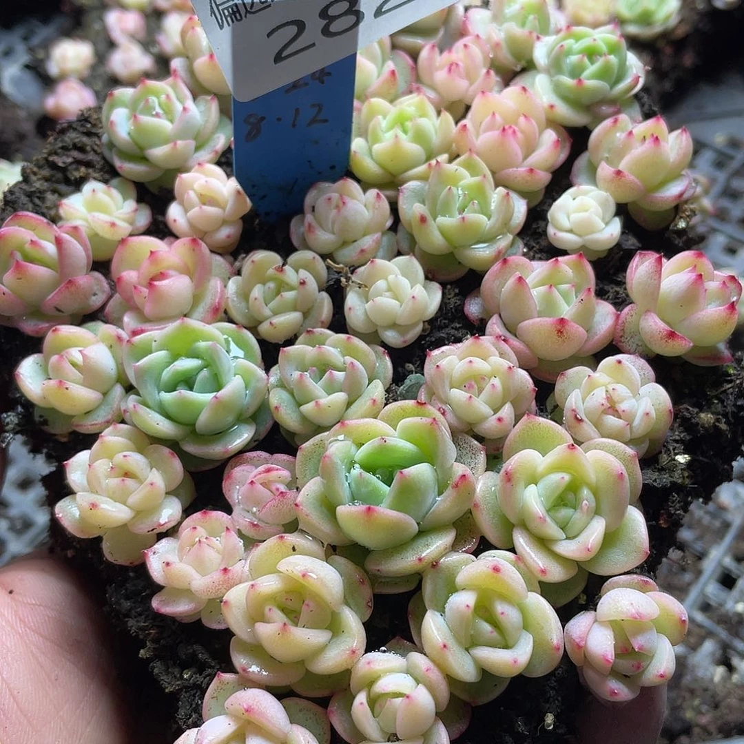 贾*躁m55珍妮混一物一拍282