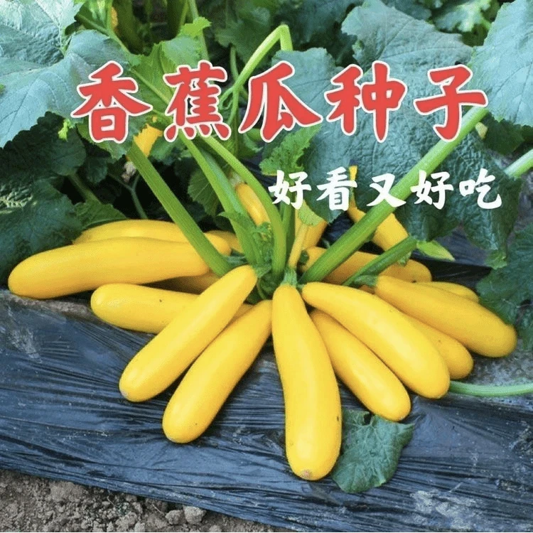 【香蕉西葫芦种子】家庭阳台小院盆栽地栽四季种植