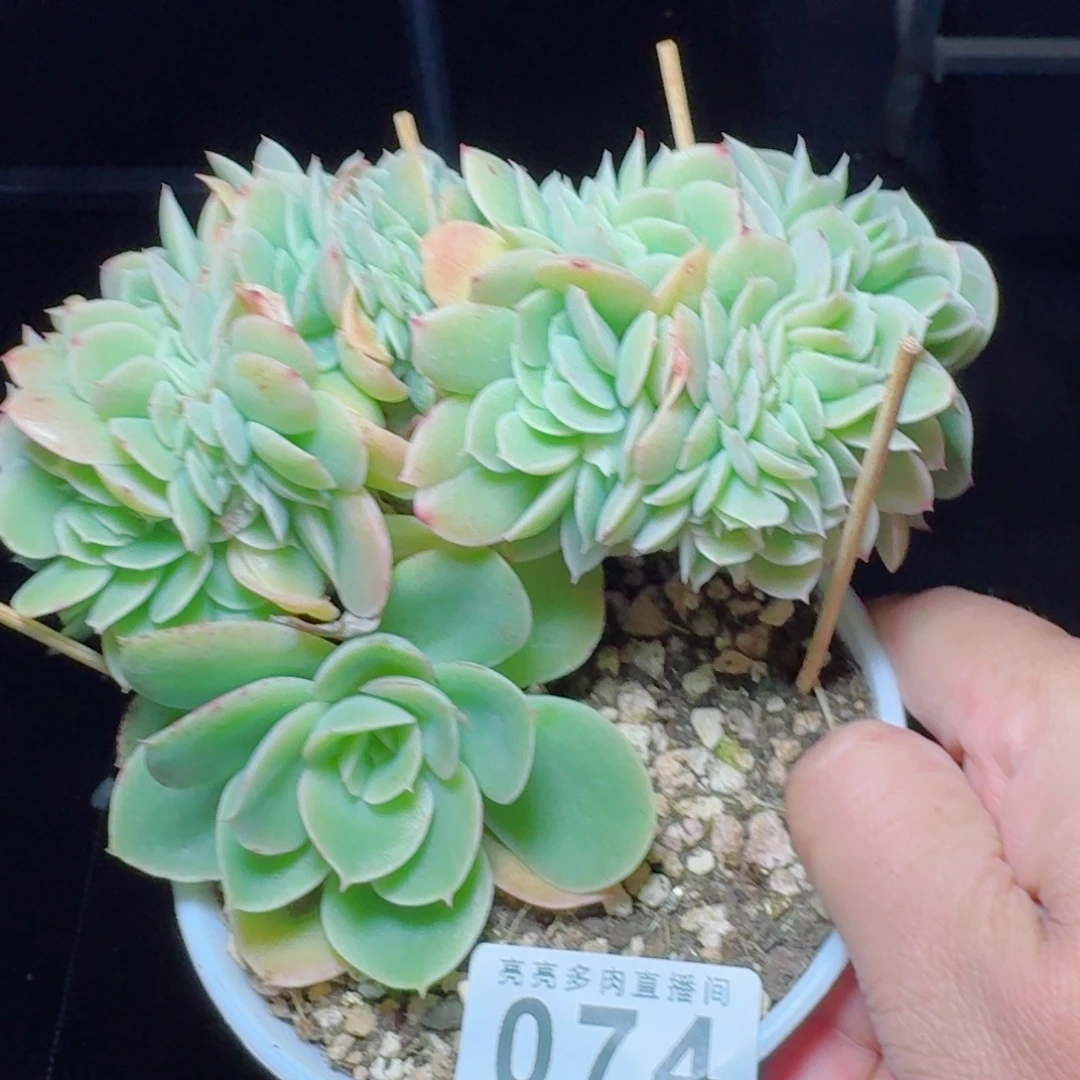 星娜塔缀化      愿你一路坦途，乘风破浪展宏图