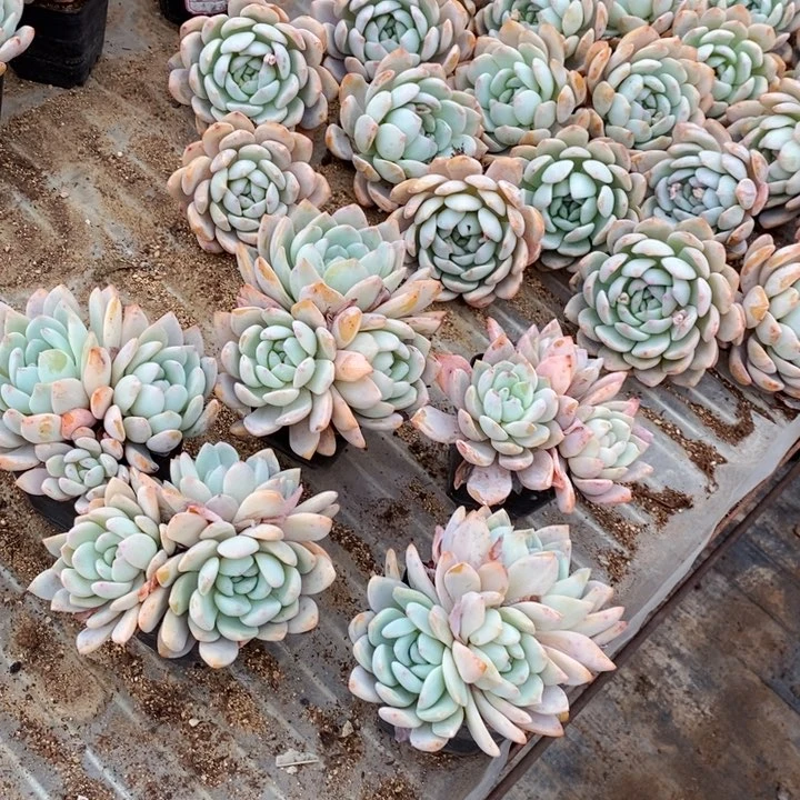 橙梦露3头5课。