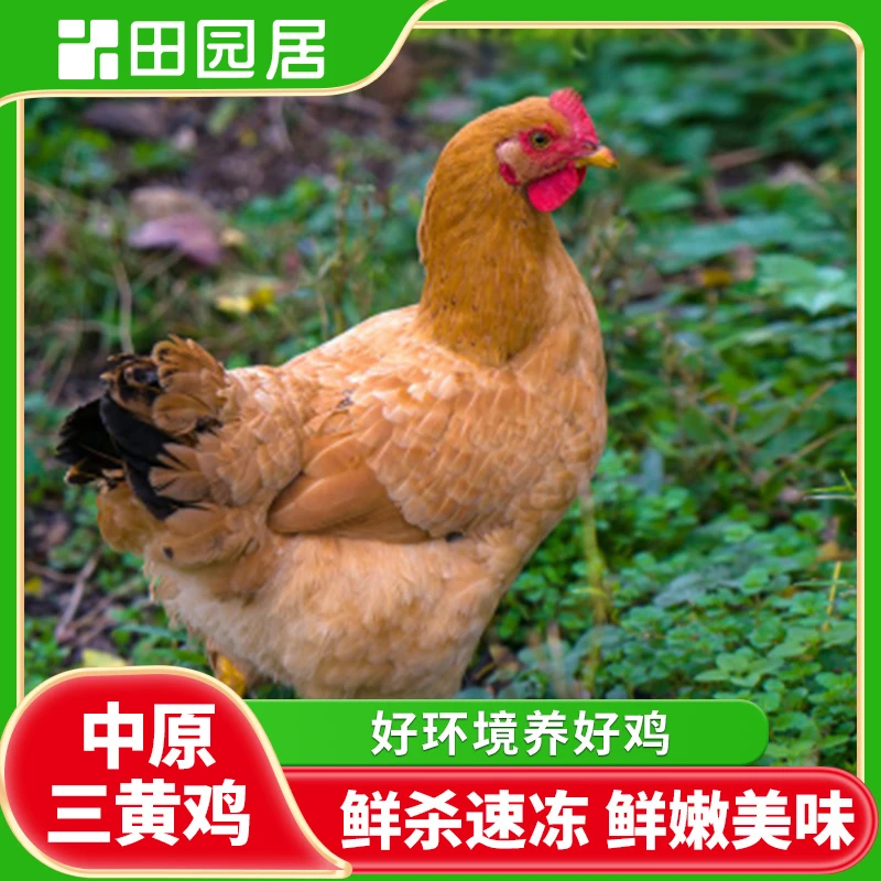 【田园居】皖北三黄鸡  1只装  2只装 包冰率不含冰
