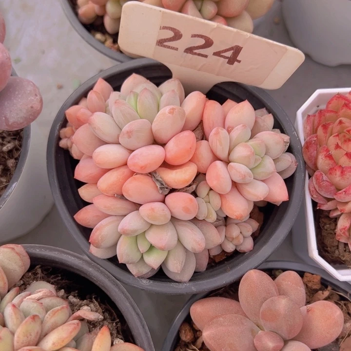 健健康康平平安安