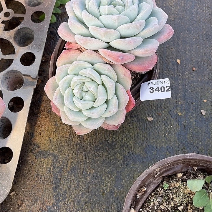 阿雅园艺。        3402