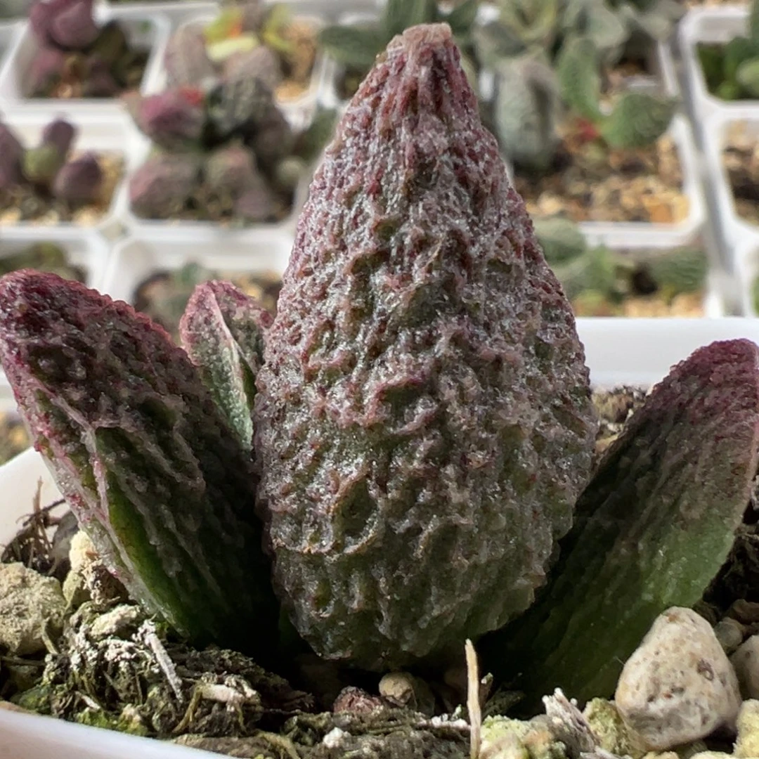 实生新品大苗多肉植物水泡