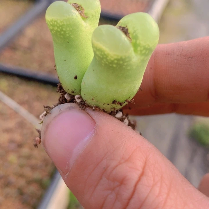 488888888999896685768