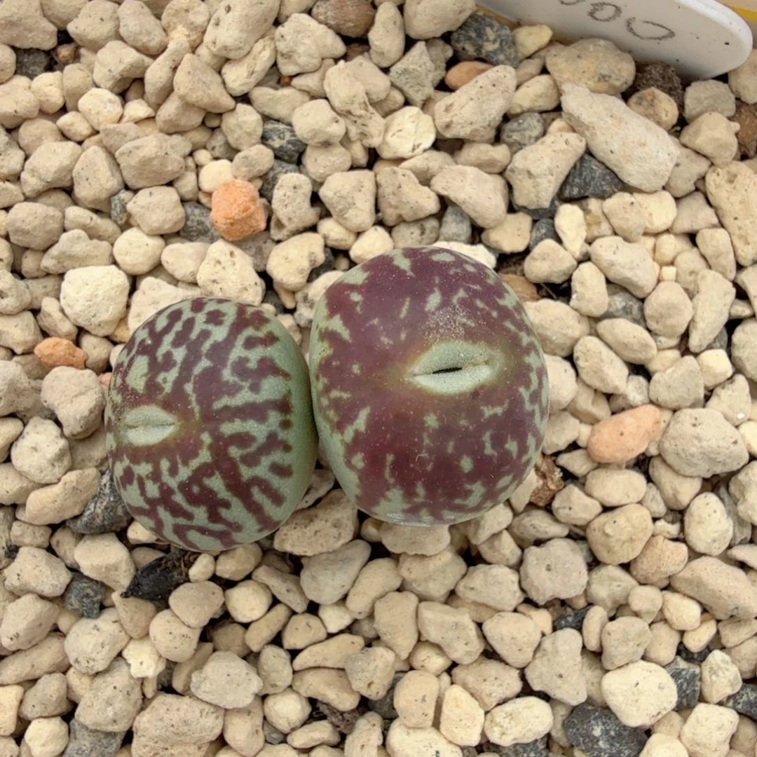 CR BO 母本 1-4-L14