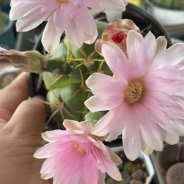 完全开放王丸140