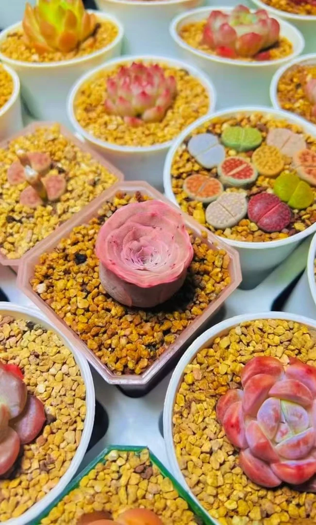 樂王册精品多肉【勿拍】（展示链接专用）