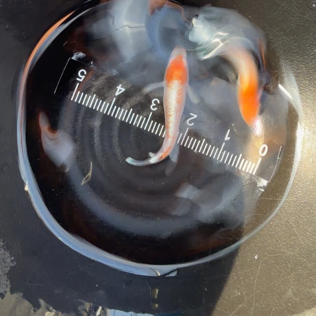 青鳉鱼观背青鳉34