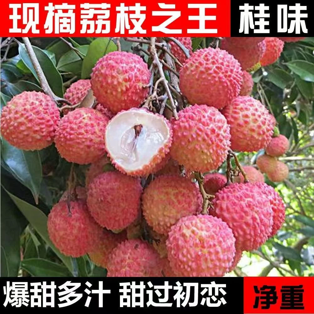新鲜现摘桂味荔枝顺丰冷链产地直发