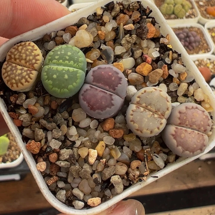 饼干组合多肉植物带盆