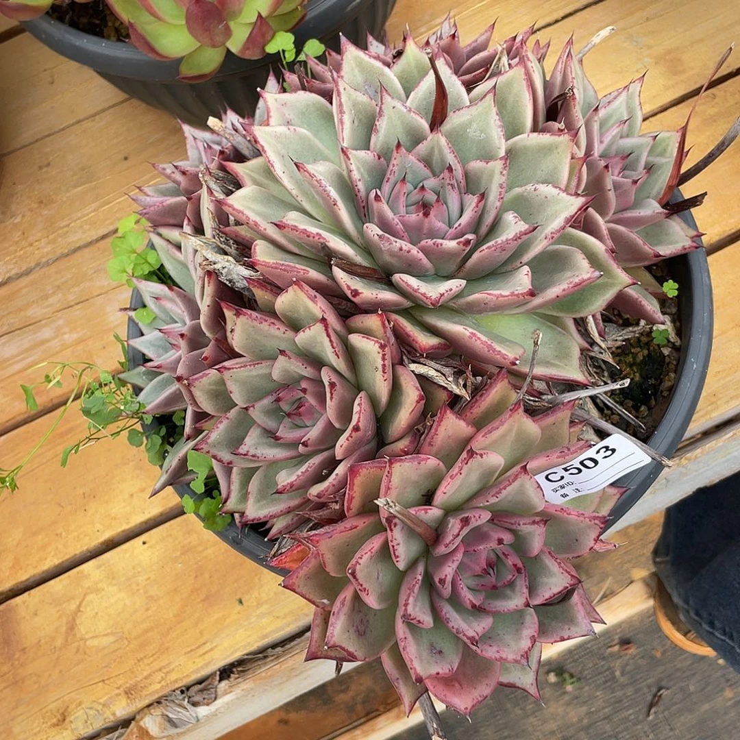 若如东云单排C503