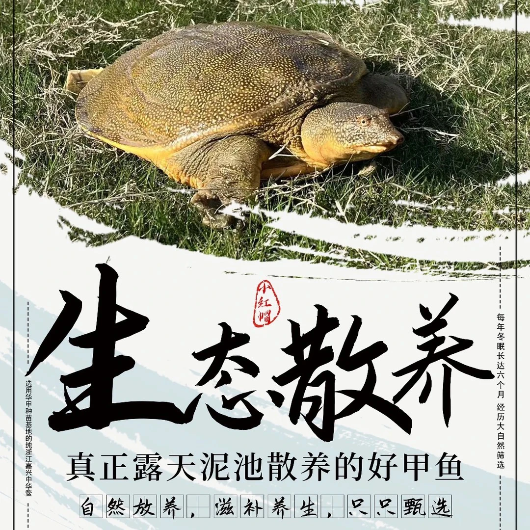 生态甲鱼公鳖青黄外塘散养滋补鲜活精选鲜活包赔放养食用生长发货