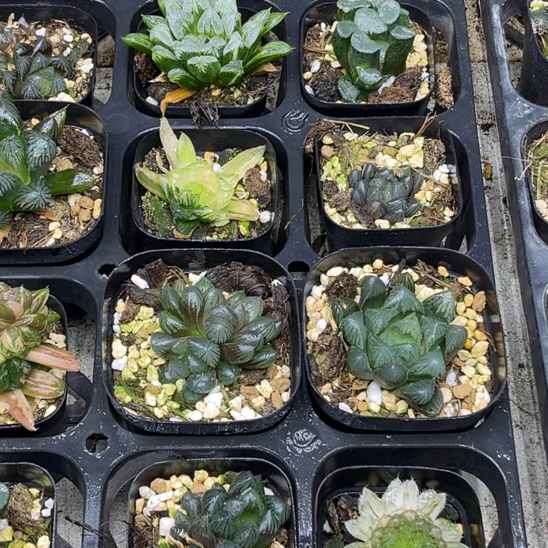 118 脱土包邮8颗福利