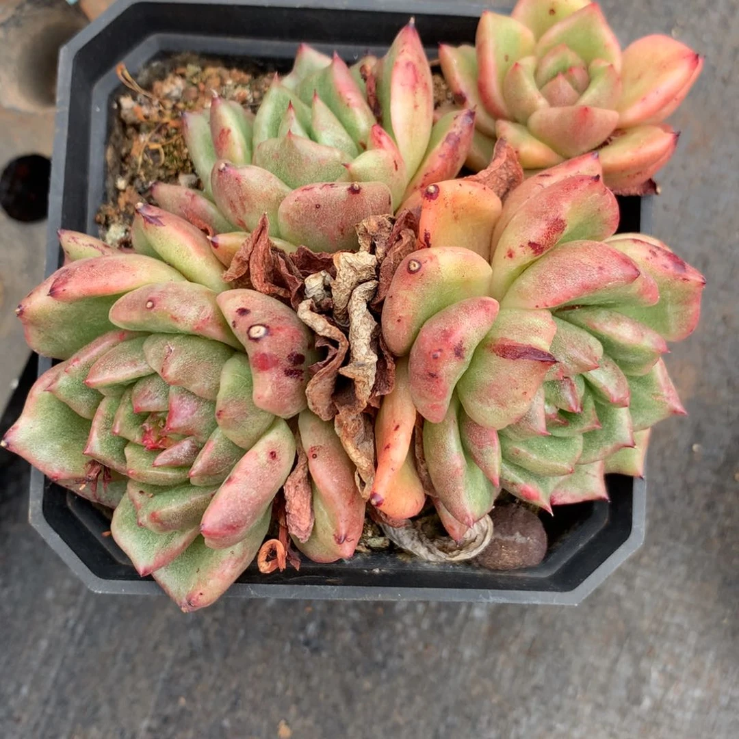 小***6567杂交精品基地11厘米