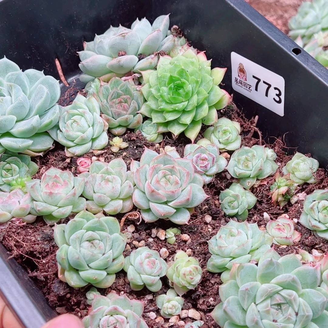 多肉植物多肉植物