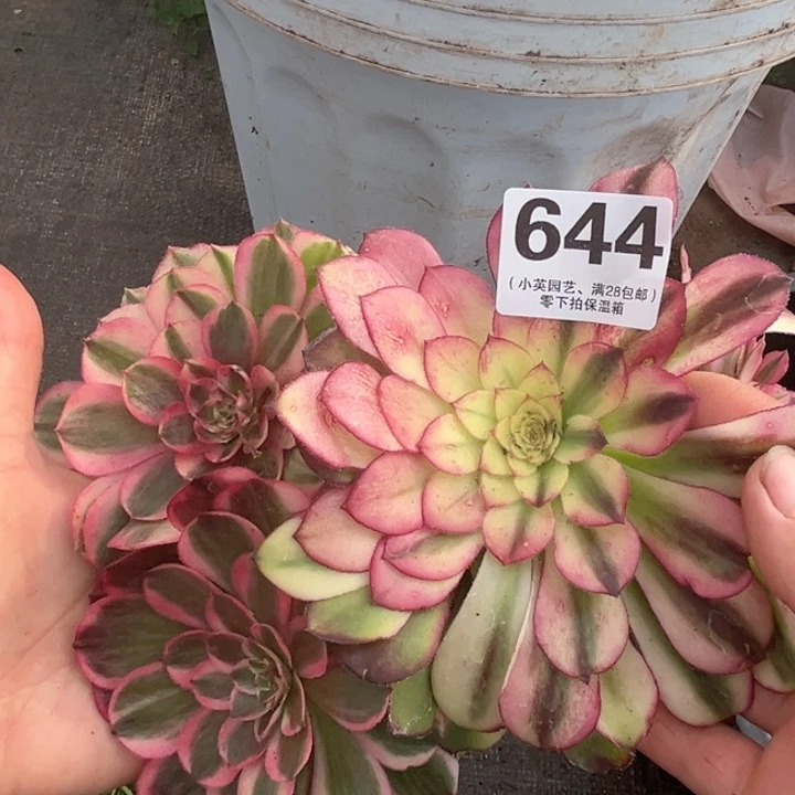 644多肉植物海神