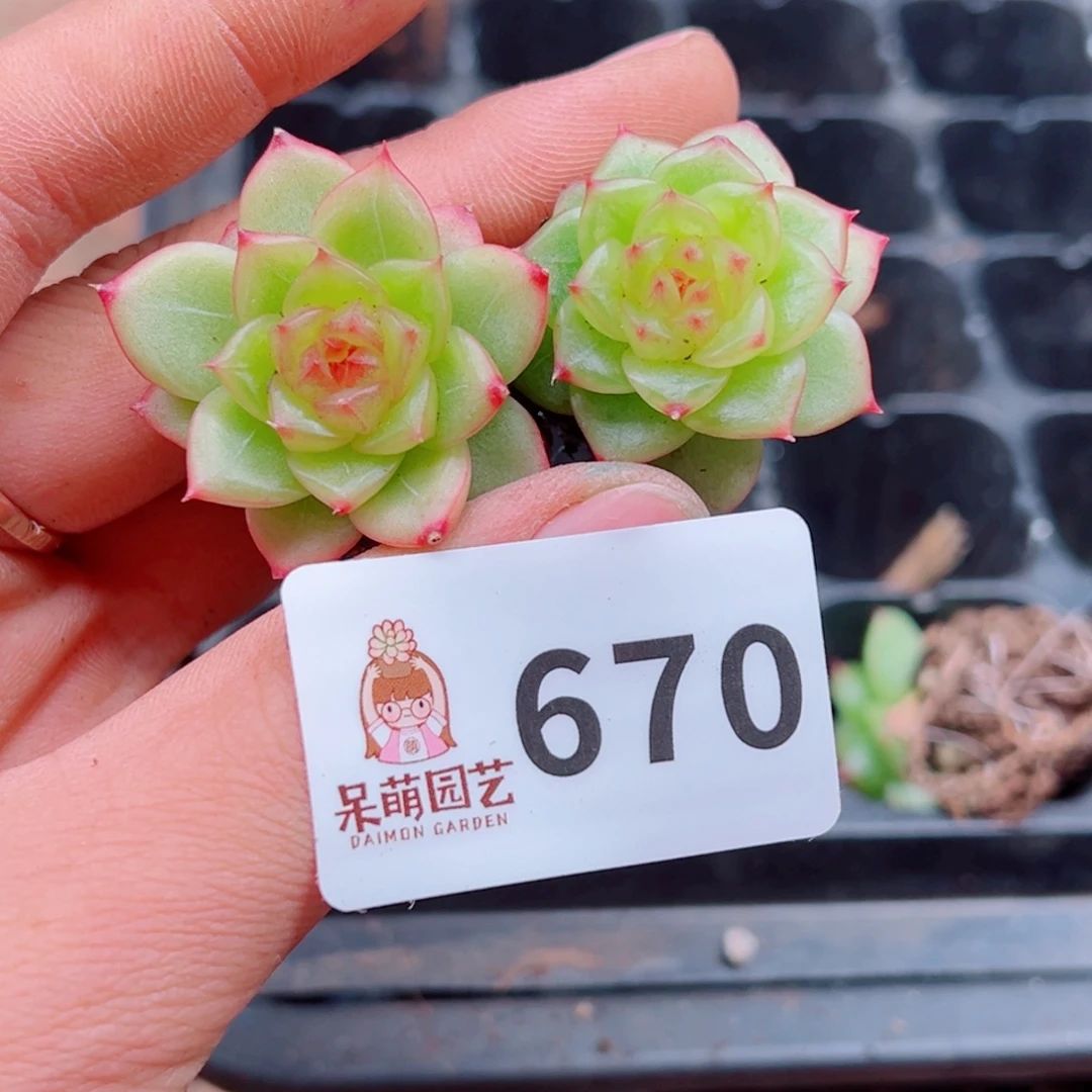 毛***虫多肉植物多肉植物