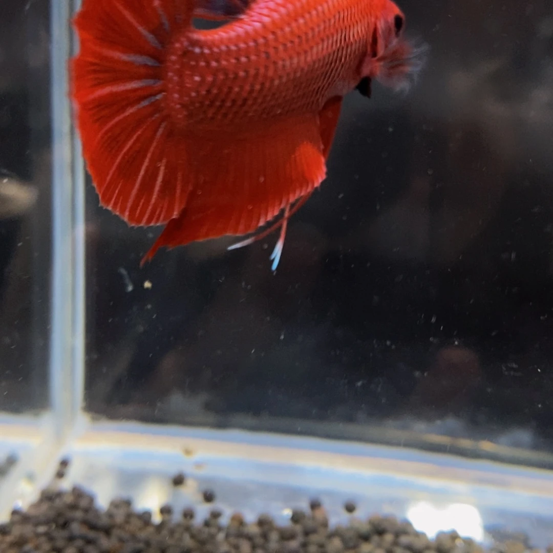 热带鱼公165巨斗