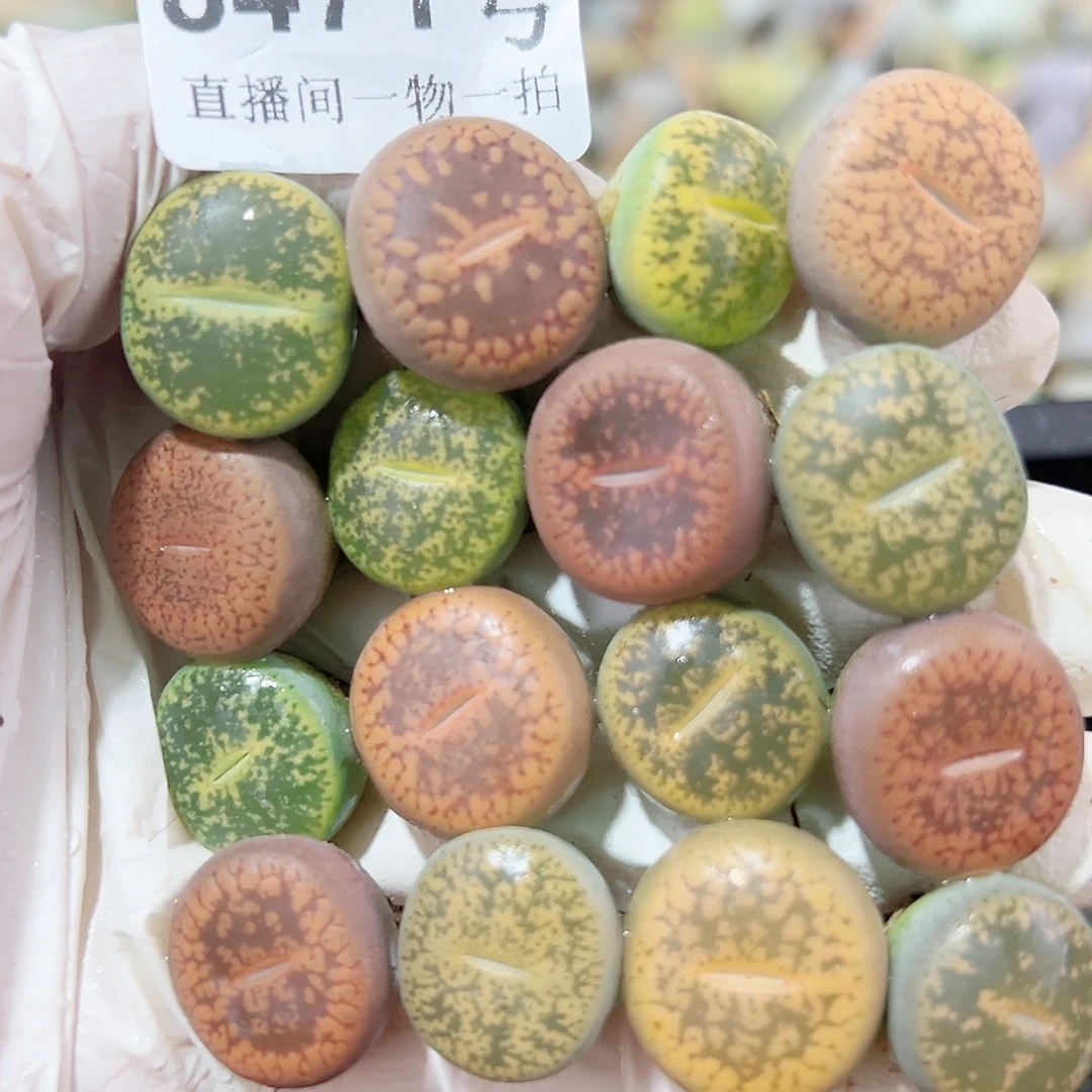 8471 好养易活生石花大母本16个1.5cm左右