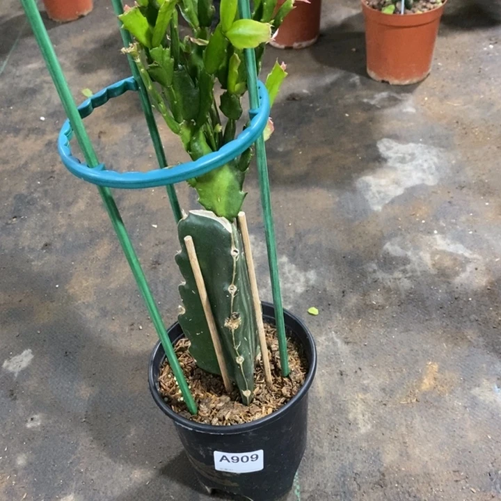 无花朵远***方909嫁接桑吉塔