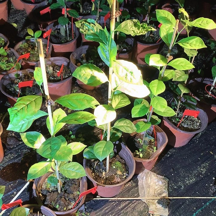 无花朵红灯嫁接苗35
