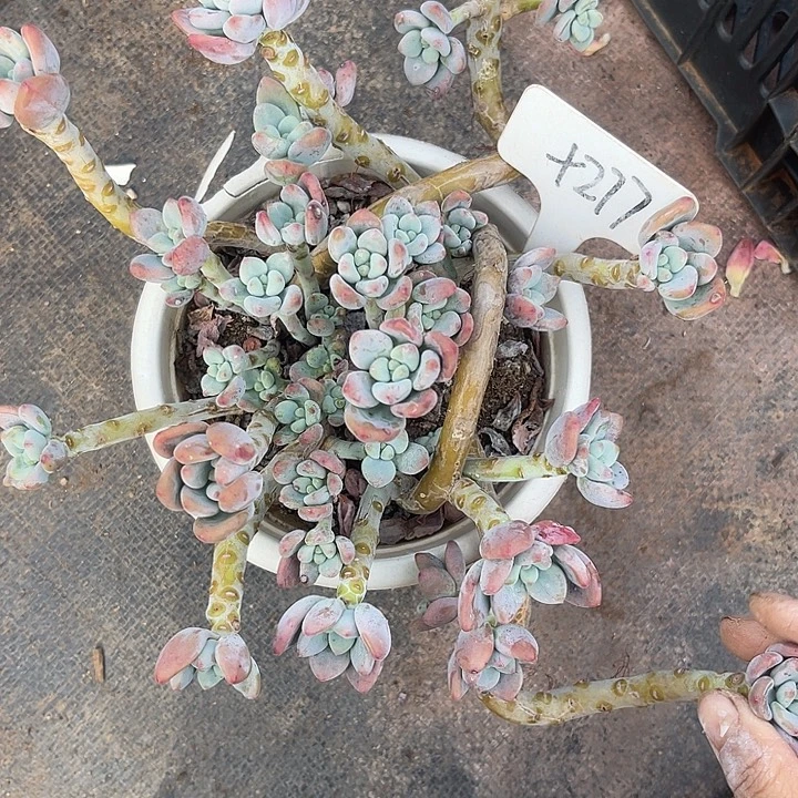 晨语多肉，一物一拍277