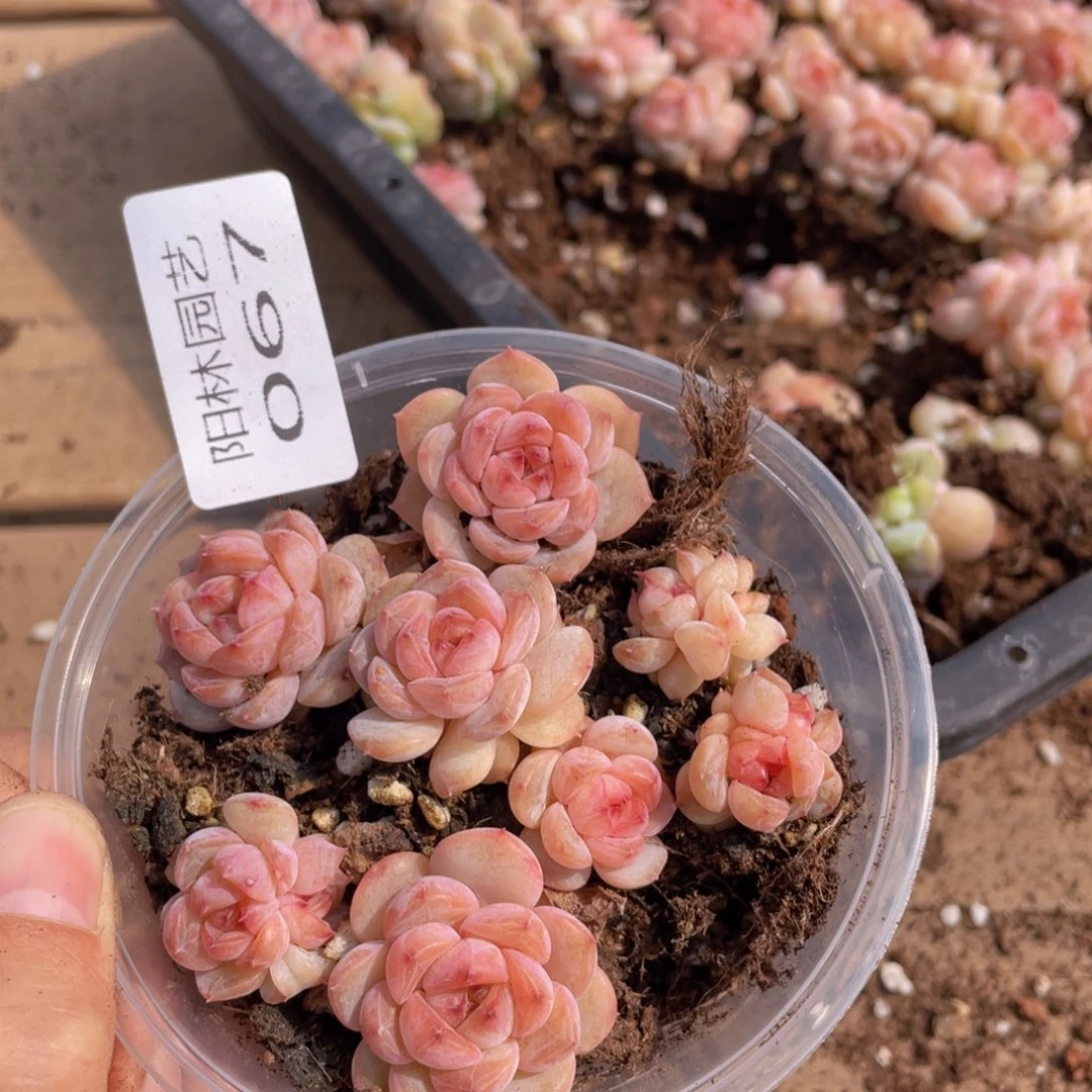 多肉植物多肉植物67