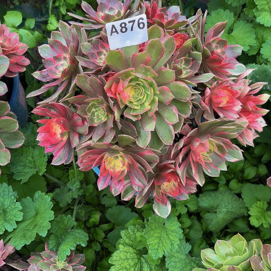 黑魔锦876偏远不包邮