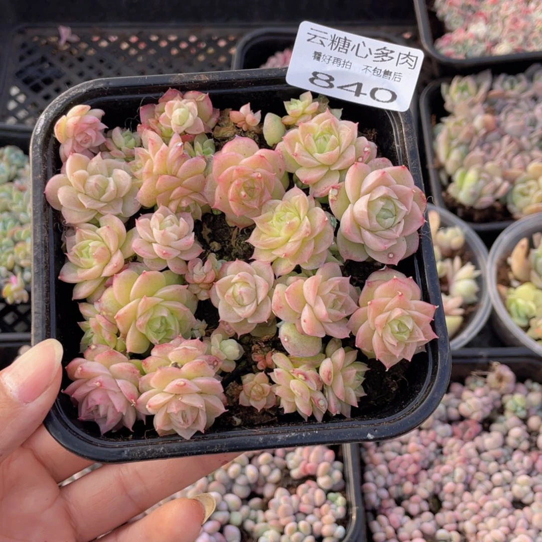 云糖心多肉植物840
