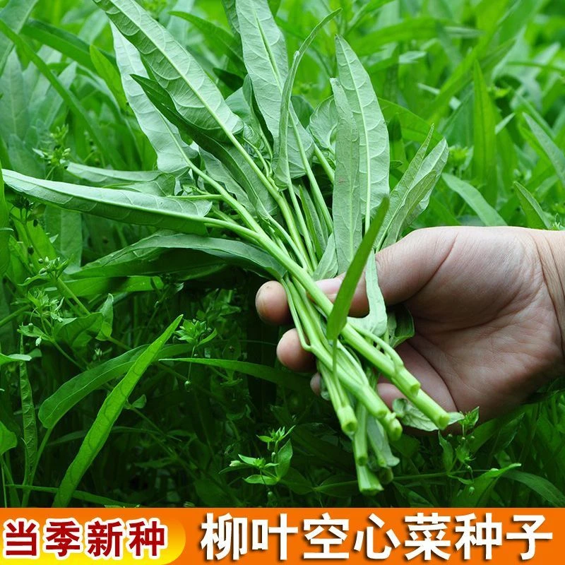 高高产柳叶空心菜种子农田菜园基地脆嫩清香尖叶空心菜易种蔬菜种