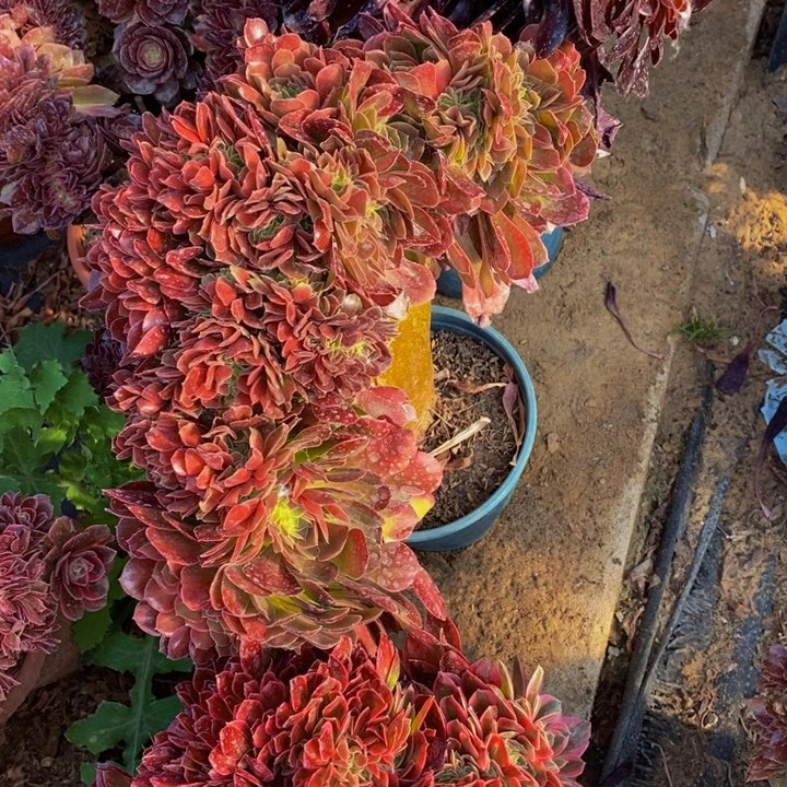 若**嫣法师一组多肉植物