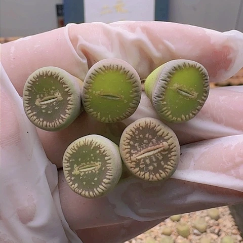 2085清框特价窗54脱土发货